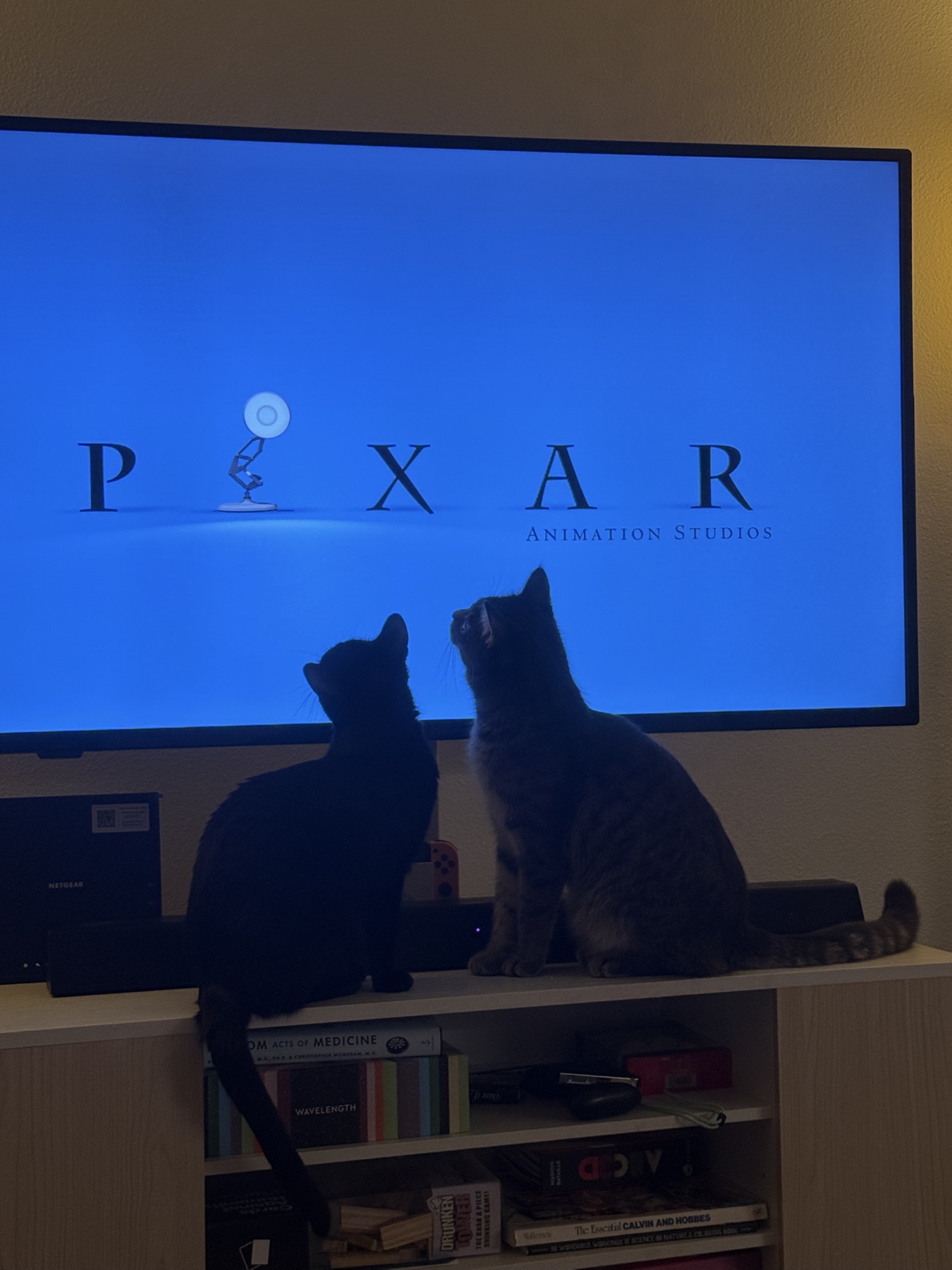Cats watching a movie at home